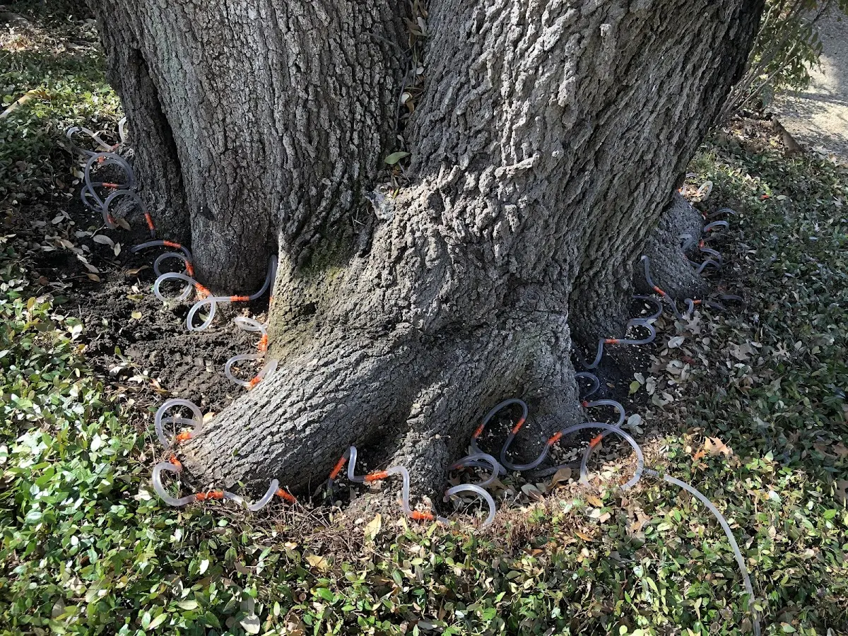 Detailed Tree Cabling and Bracing job site in Salol