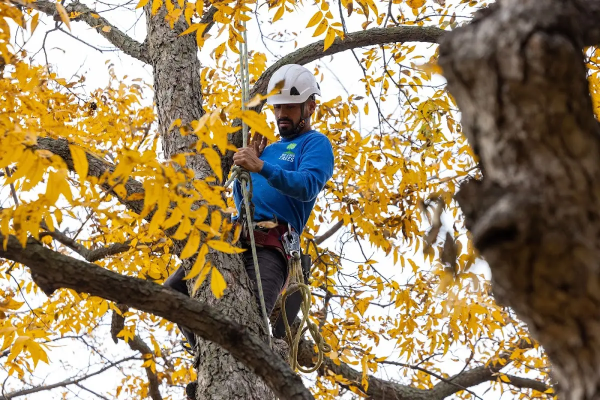 Skilled Storm Damage Cleanup crew working in Salol